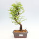 Vonkajšie bonsai - Metasequoia glyptostroboides - Metasekvoja čínska - 1/3