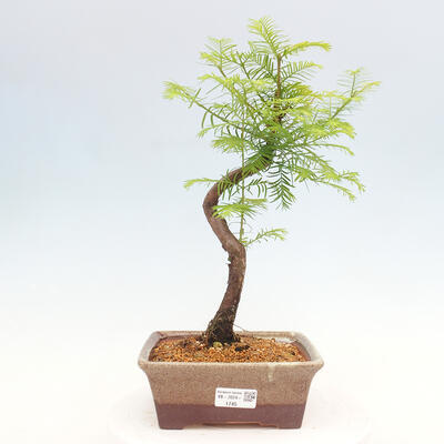 Vonkajšie bonsai - Metasequoia glyptostroboides - Metasekvoja čínska - 1