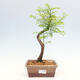 Vonkajšie bonsai - Metasequoia glyptostroboides - Metasekvoja čínska - 1/3