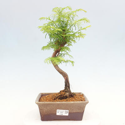 Vonkajšie bonsai - Metasequoia glyptostroboides - Metasekvoja čínska - 1