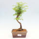 Vonkajšie bonsai - Metasequoia glyptostroboides - Metasekvoja čínska - 1/3