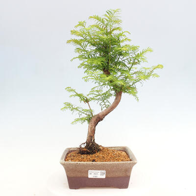 Vonkajšie bonsai - Metasequoia glyptostroboides - Metasekvoja čínska - 1