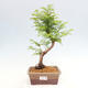 Vonkajšie bonsai - Metasequoia glyptostroboides - Metasekvoja čínska - 1/3