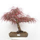 Vonkajší bonsai - Javor dlanitolistý - Acer palmatum RED PYGMY - 1/5