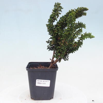 Vonkajšie bonsai - Cham. obtusa SEKKA HINOKI - Cyprus - 1