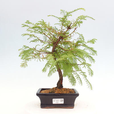 Vonkajšie bonsai - Metasequoia glyptostroboides - Metasekvoja čínska - 1