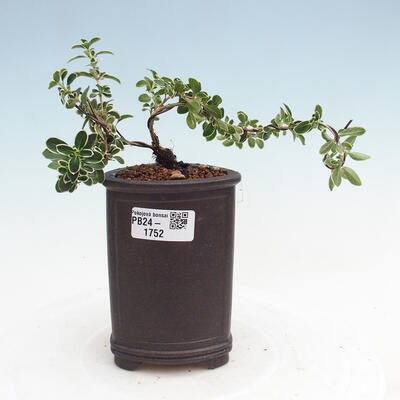 Izbová bonsai - Serissa foetida Variegata - Strom tisíce hviezd - 1