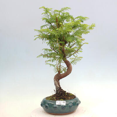 Vonkajšie bonsai - Metasequoia glyptostroboides - Metasekvoja čínska - 1