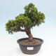 Vonkajší bonsai - Juniperus chinensis Itoigawa -Jalovec čínsky - 1/4