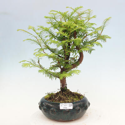 Vonkajšie bonsai - Metasequoia glyptostroboides - Metasekvoja čínska - 1