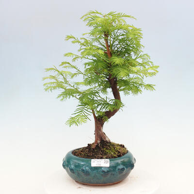 Vonkajšie bonsai - Metasequoia glyptostroboides - Metasekvoja čínska - 1