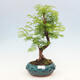 Vonkajšie bonsai - Metasequoia glyptostroboides - Metasekvoja čínska - 1/3