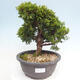 Vonkajší bonsai - Juniperus chinensis Itoigawa -Jalovec čínsky - 1/4