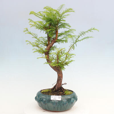 Vonkajšie bonsai - Metasequoia glyptostroboides - Metasekvoja čínska - 1