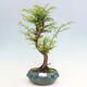 Vonkajšie bonsai - Metasequoia glyptostroboides - Metasekvoja čínska - 1/3