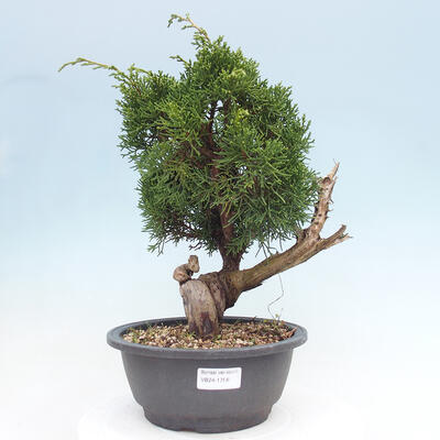 Vonkajší bonsai - Juniperus chinensis Itoigawa -Jalovec čínsky - 1