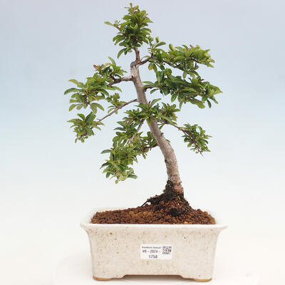 Vonkajší bonsai - Pyracantha tetón - Hlohyňa šarlátová - 1