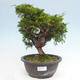 Vonkajší bonsai - Juniperus chinensis Itoigawa -Jalovec čínsky - 1/4