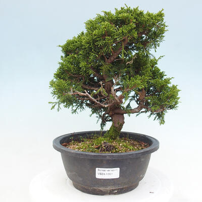 Vonkajší bonsai - Juniperus chinensis Itoigawa -Jalovec čínsky - 1