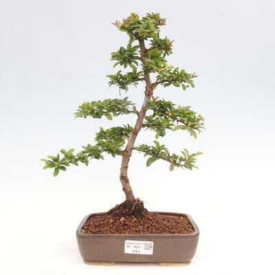 Vonkajší bonsai - Pyracantha tetón - Hlohyňa šarlátová - 1