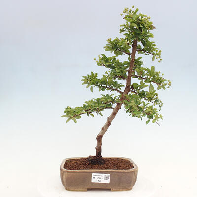 Vonkajší bonsai - Pyracantha tetón - Hlohyňa šarlátová - 1