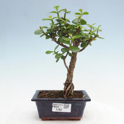 Izbová bonsai - Portulakaria Afra - Tlustice - 1