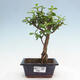 Izbová bonsai - Portulakaria Afra - Tlustice - 1/2