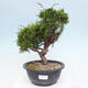 Vonkajší bonsai - Juniperus chinensis Itoigawa -Jalovec čínsky - 1/4