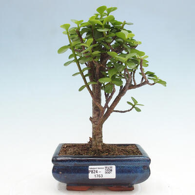 Izbová bonsai - Portulakaria Afra - Tlustice - 1