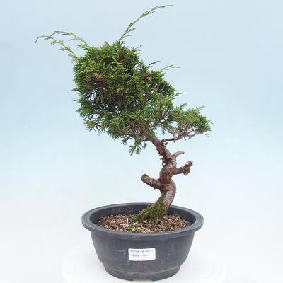 Vonkajší bonsai - Juniperus chinensis Itoigawa -Jalovec čínsky - 1