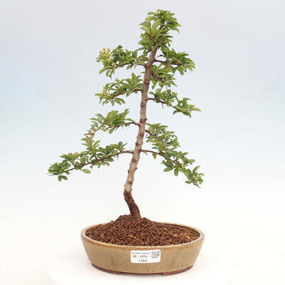 Vonkajší bonsai - Pyracantha tetón - Hlohyňa šarlátová - 1