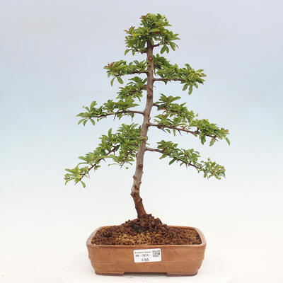 Vonkajší bonsai - Pyracantha tetón - Hlohyňa šarlátová - 1