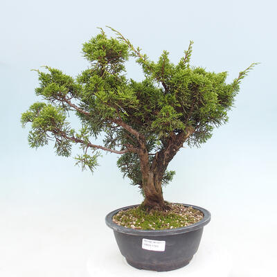 Vonkajší bonsai - Juniperus chinensis Itoigawa -Jalovec čínsky - 1