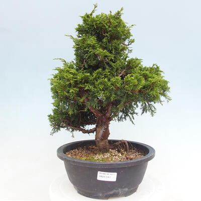 Vonkajší bonsai - Juniperus chinensis Itoigawa -Jalovec čínsky - 1