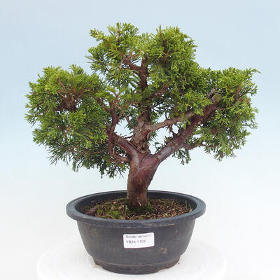 Vonkajší bonsai - Juniperus chinensis Itoigawa -Jalovec čínsky - 1