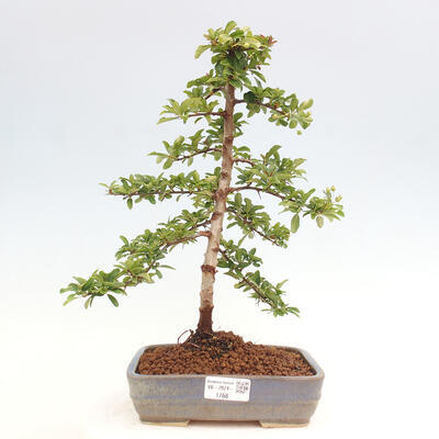 Vonkajší bonsai - Pyracantha tetón - Hlohyňa šarlátová - 1