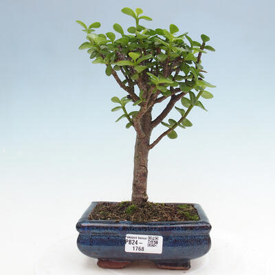 Izbová bonsai - Portulakaria Afra - Tlustice - 1