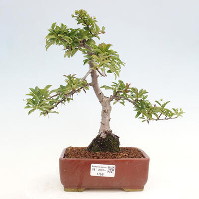 Vonkajší bonsai - Pyracantha tetón - Hlohyňa šarlátová - 1