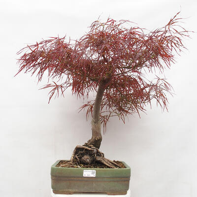 Vonkajší bonsai - Javor dlanitolistý - Acer palmatum RED PYGMY - 1