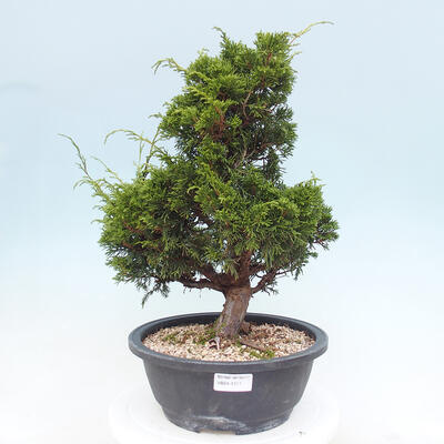 Vonkajší bonsai - Juniperus chinensis Itoigawa -Jalovec čínsky - 1