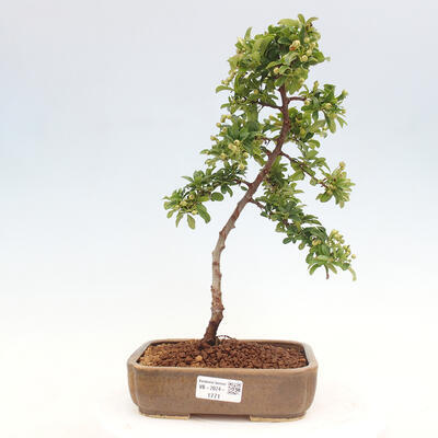 Vonkajší bonsai - Pyracantha tetón - Hlohyňa šarlátová - 1