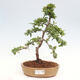 Vonkajší bonsai - Pyracantha tetón - Hlohyňa šarlátová - 1/7