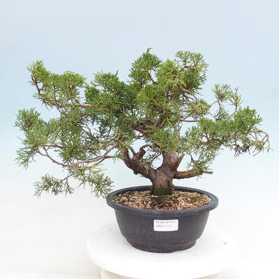 Vonkajší bonsai - Juniperus chinensis Itoigawa -Jalovec čínsky - 1