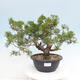 Vonkajší bonsai - Juniperus chinensis Itoigawa -Jalovec čínsky - 1/4