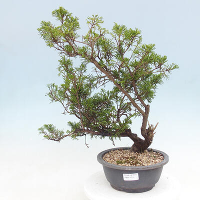 Vonkajší bonsai - Juniperus chinensis Itoigawa -Jalovec čínsky - 1