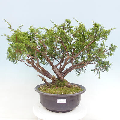 Vonkajší bonsai - Juniperus chinensis Itoigawa -Jalovec čínsky - 1