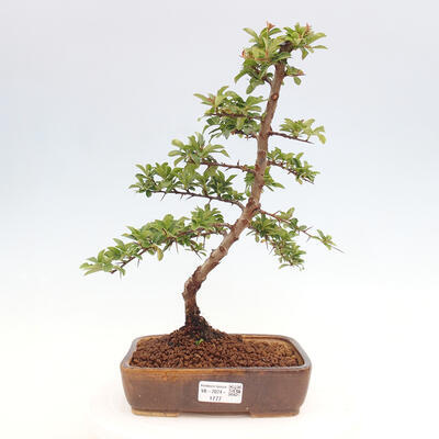 Vonkajší bonsai - Pyracantha tetón - Hlohyňa šarlátová - 1