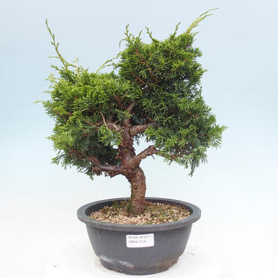 Vonkajší bonsai - Juniperus chinensis Itoigawa -Jalovec čínsky - 1