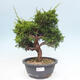 Vonkajší bonsai - Juniperus chinensis Itoigawa -Jalovec čínsky - 1/4