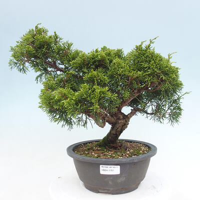 Vonkajší bonsai - Juniperus chinensis Itoigawa -Jalovec čínsky - 1